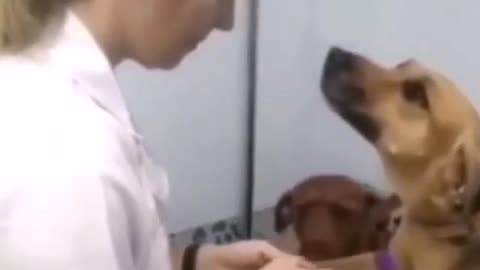 A dog staring at a nurse forgetting his pain (VIRAL)