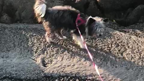 My dog by the ocean