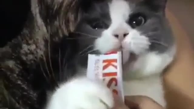 Watch what this funny cat is doing because of chocolate