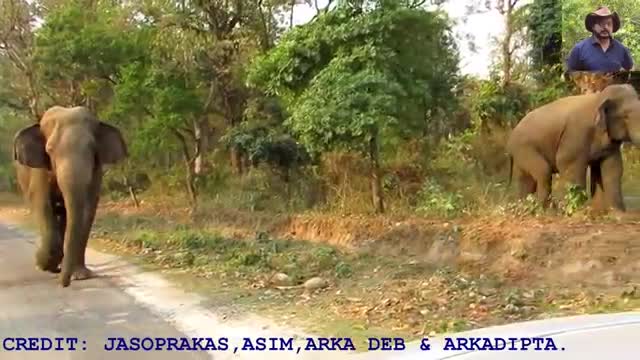 #Longest# #Elephant# #Chasing# Video.