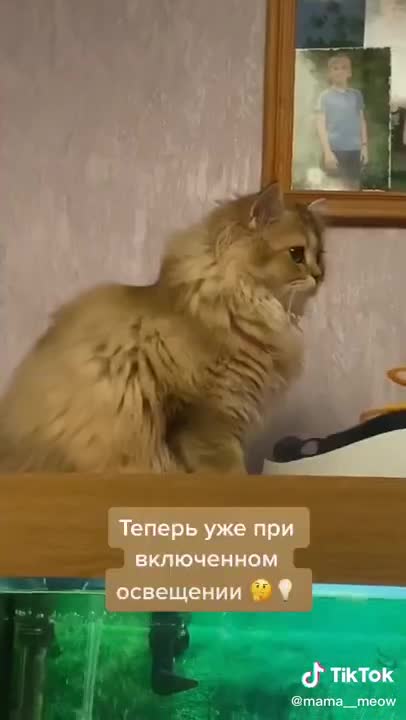 Baby cat funny video compilation 2022