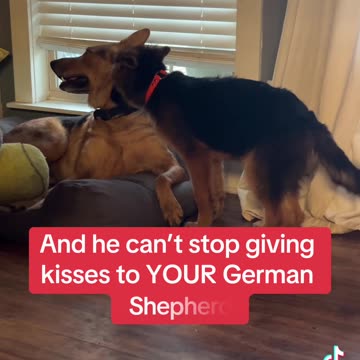 Puppy Sitting Shenanigans