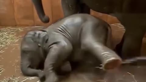 Cute baby Elephant