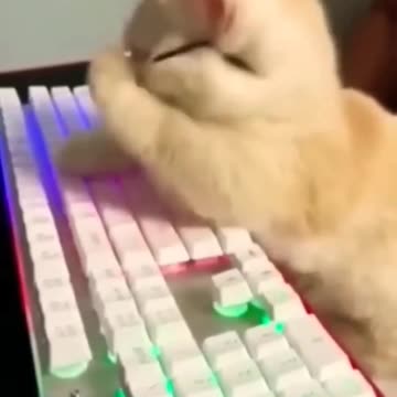 Fanny cat and kittycat videos