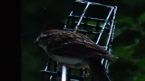 Chirping Sparrows