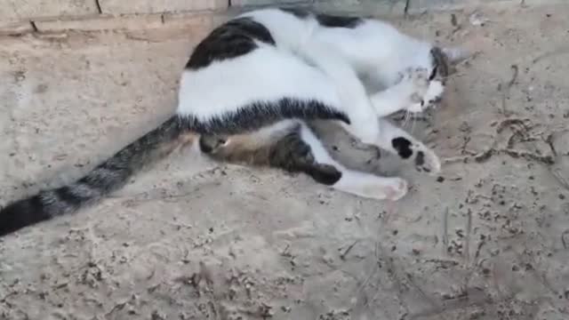 A beautiful and happy cat plays and licks itself.