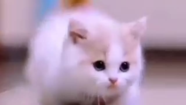 Cute cats vedio