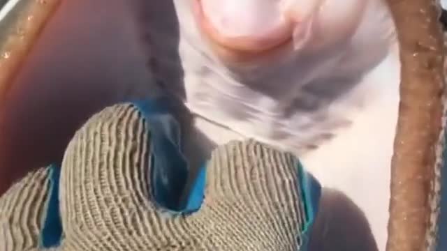 Star Fish Laughing | Funny Star Fish