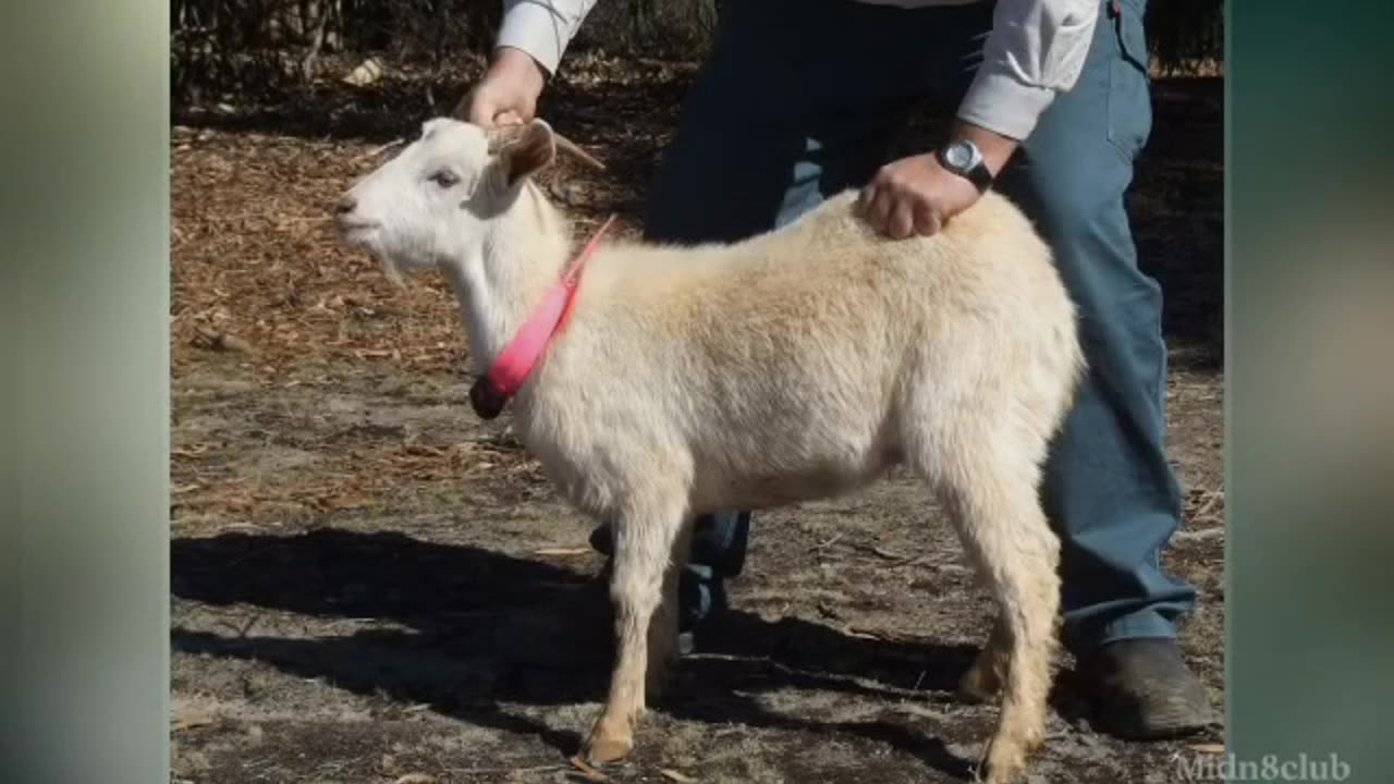 Judas Goat: What is Counter Intelligence (COINTEL)