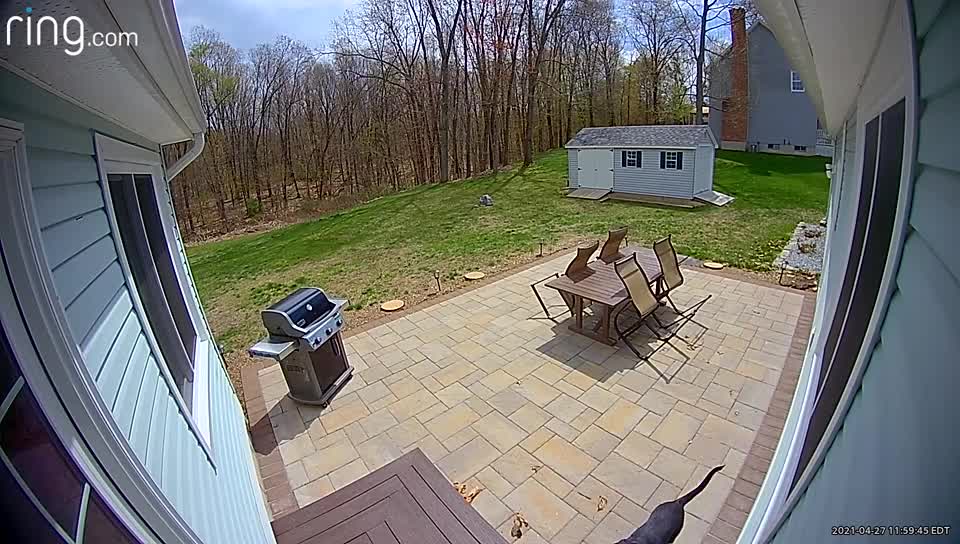 Mischievous Dog Engages in Porch Piracy