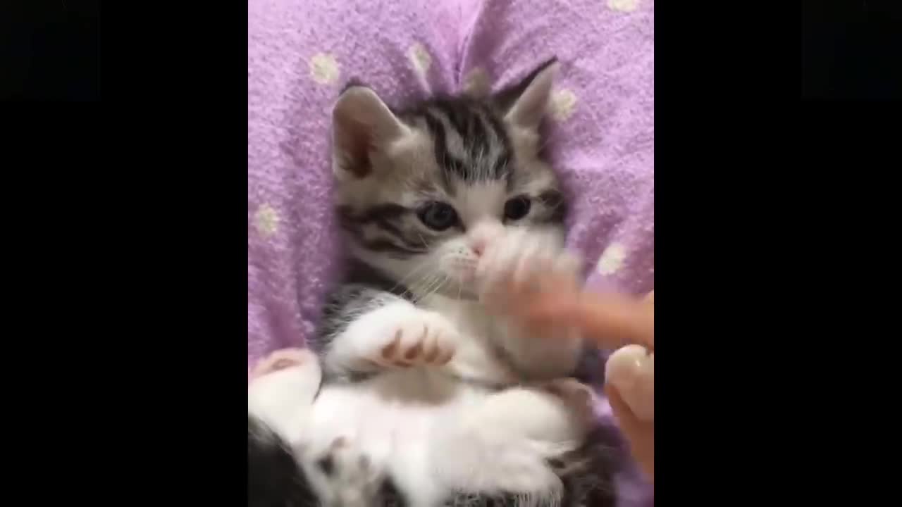 💗Cute And Funny Pets | Try Not To Laugh To These Pets Compilation #17💗