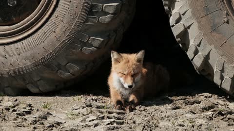 Animal lying fox mud