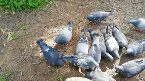 Pigeons in a park