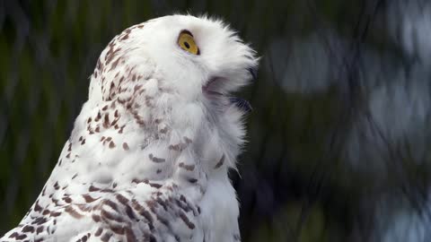 Eagle • Massachusetts • Greater spotted eagle Video #07
