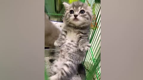 Funniest Animals 2023 😂😂 Best Cats and Dogs Videos 🐶😸 Part 11