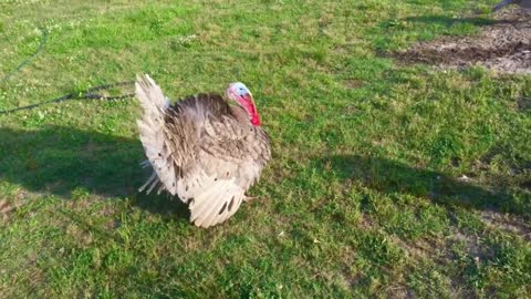 Turkeys Playing