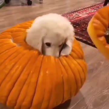 Various instances of pets being petted by residents No. 16