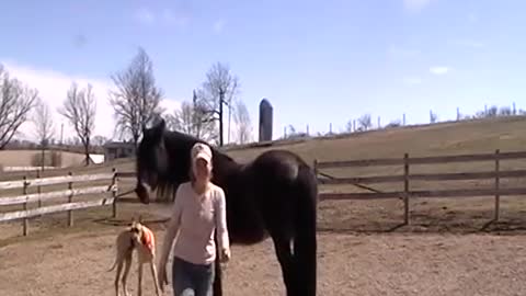 Frieadale farms - charabe loving teat cleaning