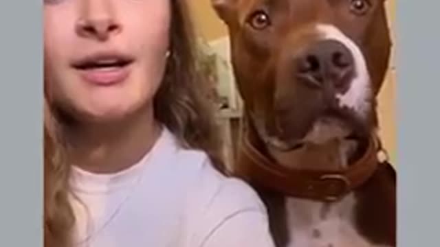 😹 I can't stop Laughing At This Ultimate Funny Dog Videos 🐶