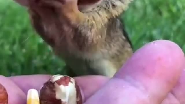 Dinky Squirrel eat all the nuts