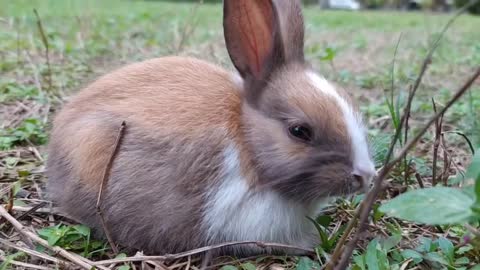 A Rabbit Baby Animal🍼 🐰🐇🥕🥕😍