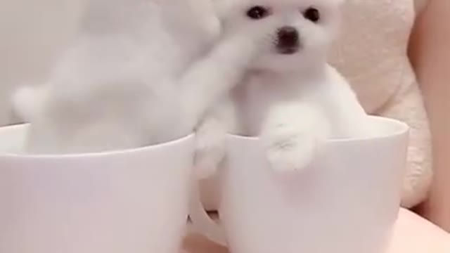 amazing!! the cutest video you'll see today😍