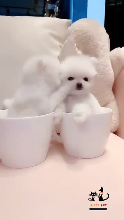 amazing!! the cutest video you'll see today😍