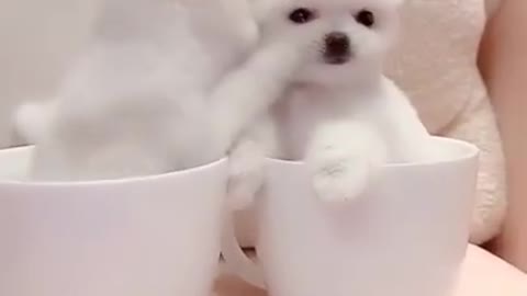 amazing!! the cutest video you'll see today😍