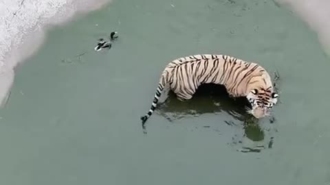 The agile duck escaped the attack of the tiger