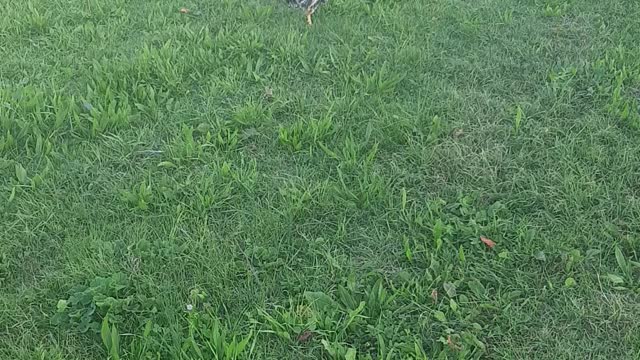 Rooster runs