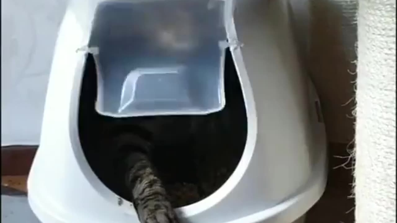 Catfunnyvideo