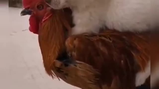 dog and hen||very nice friendship.unny funny animals,comedy, funny video