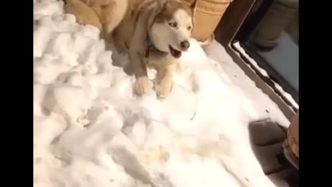 Funny and Cute Husky Puppies Compilation #12 - Cutest Husky