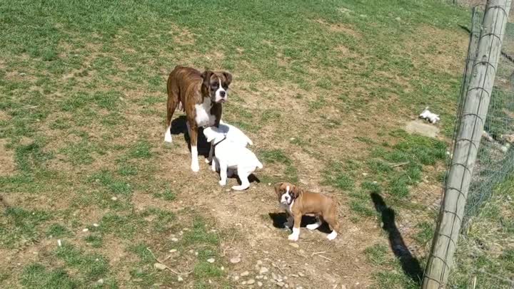 Boxer Mom and Puppies