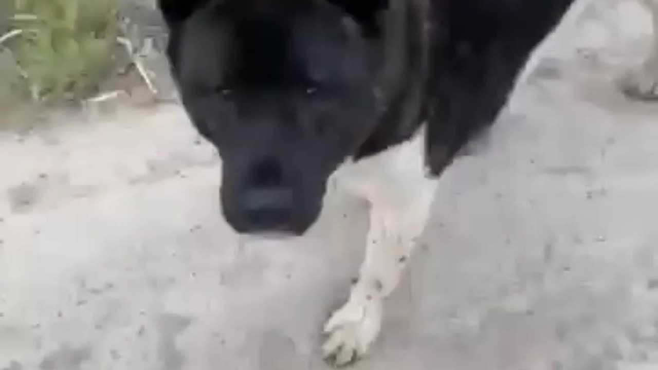 Short video Dog 🐕 Man