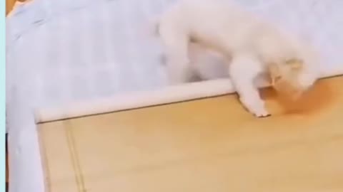 Soo Cute and Clever Animals