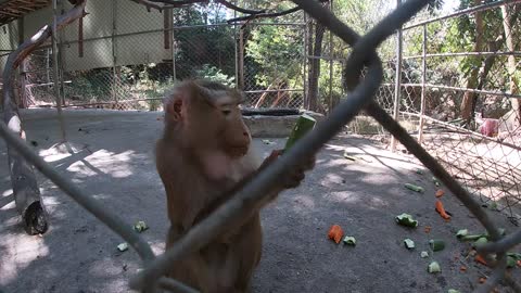 monkey family. baby unhappy