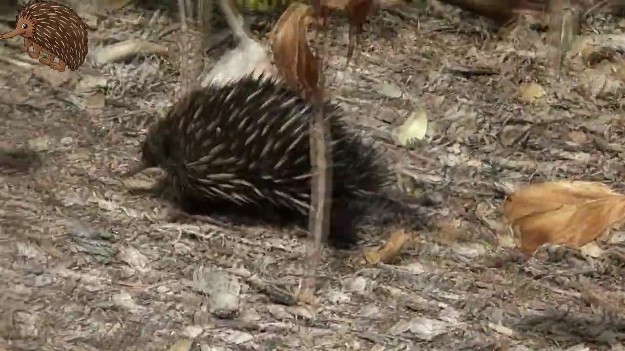 The Secret Life of Echidnas Rare Glimpses into their Behavior