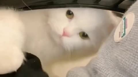 What is the Best Present for My Cat.