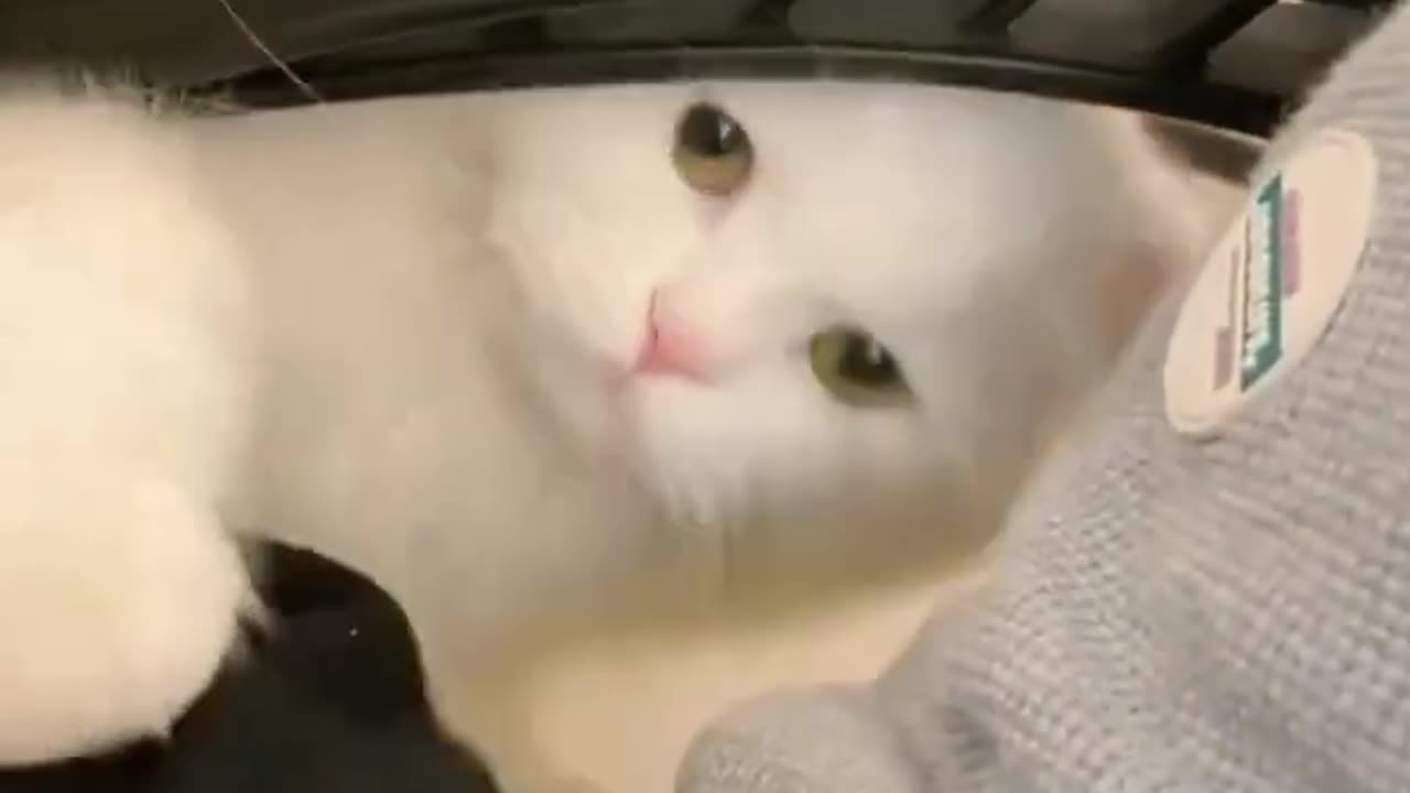 What is the Best Present for My Cat.