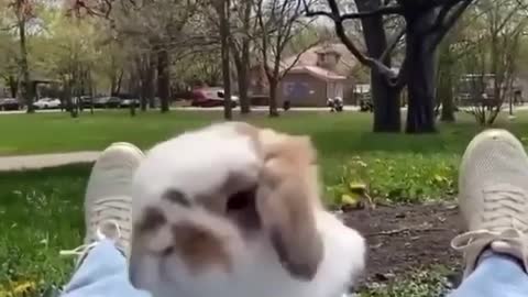 Cutest Bunny Face 🐰 | World of Rabbits 🐇
