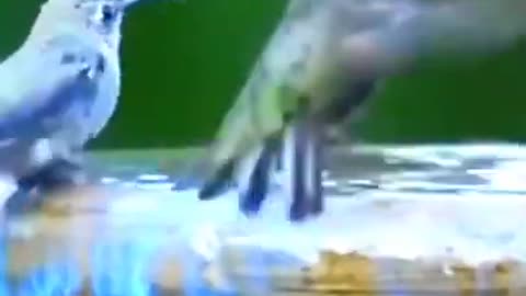 Hummingbirds swimming #hummingbird #animals