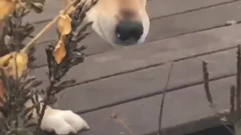 Dog Loves to Eat Snow