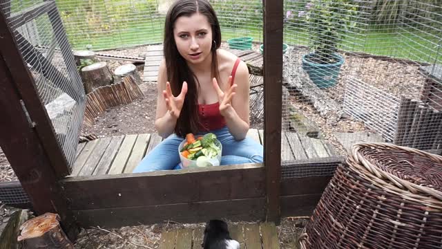 How to tame your pets - Gunea pigs & Rabbits