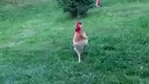 Watch this rooster going mad