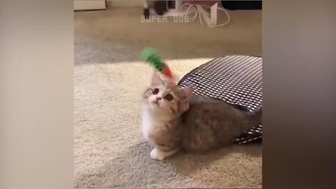 Funny animals go really crazy