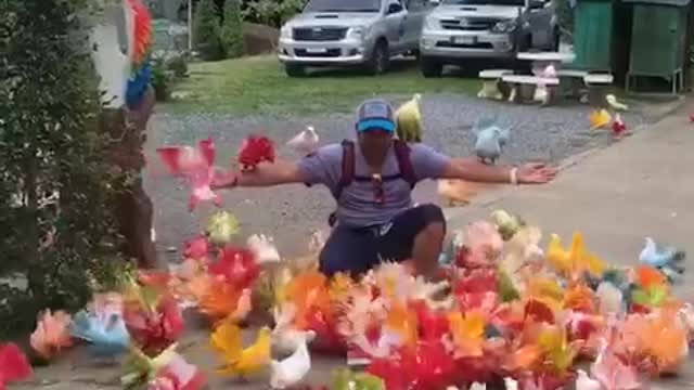 awesome video of birds