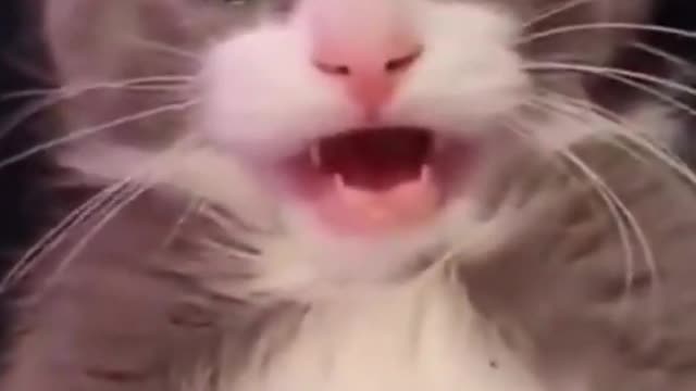 Cat surprised video