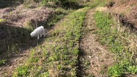 Puppy playing in the grass