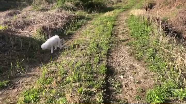 Puppy playing in the grass